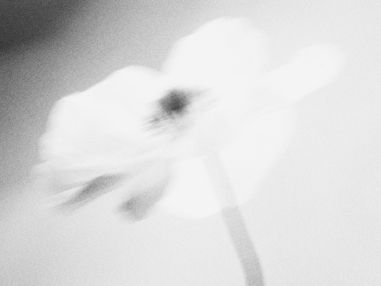 Flor em foco suave, em preto e branco